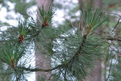 Pinus nigra - borovice černá - větve